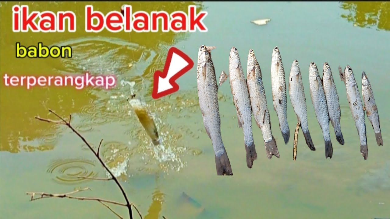 perangkap ikan belanak pakai botol⁉️strike babon @CAHBEJOCILACAP998#mancingbelanak #mancingmania