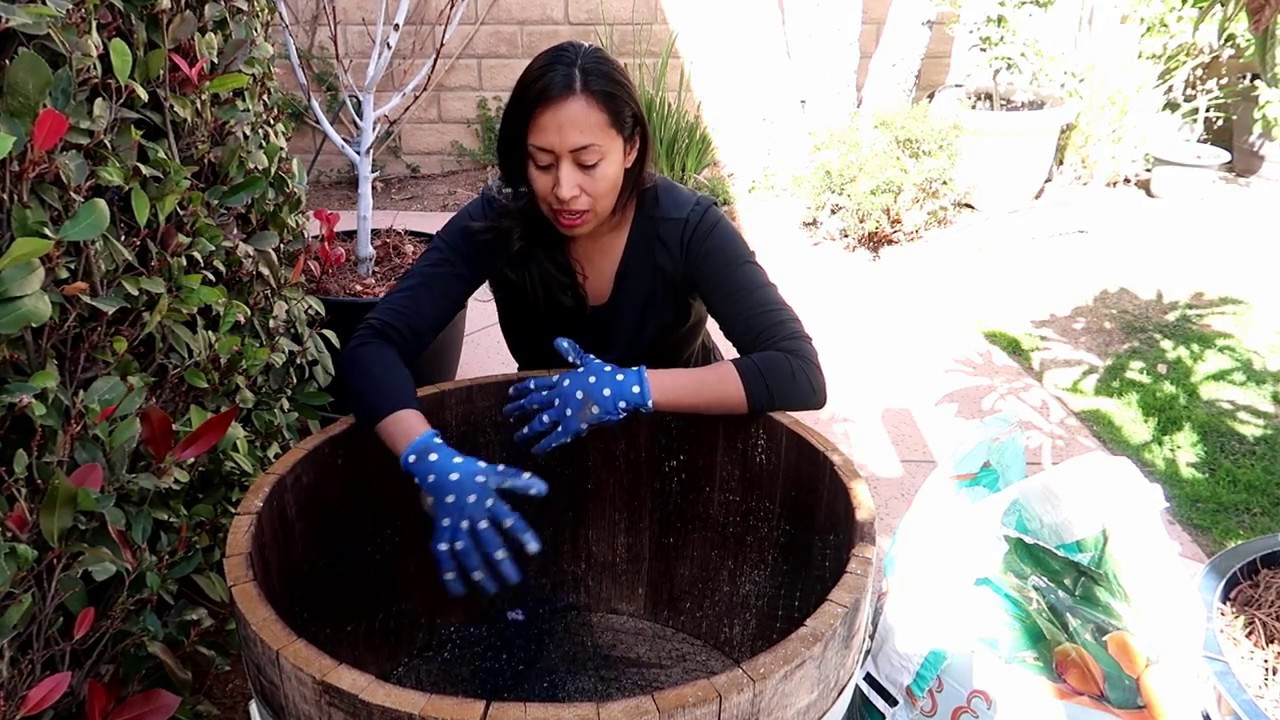 Growing Loquat in a Container ♡ Repotting My Loquat! ♡ Story about what I've learn about my Loquat