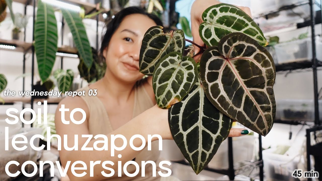 plant room repot & hang 💚 / anthurium soil to pon conversion