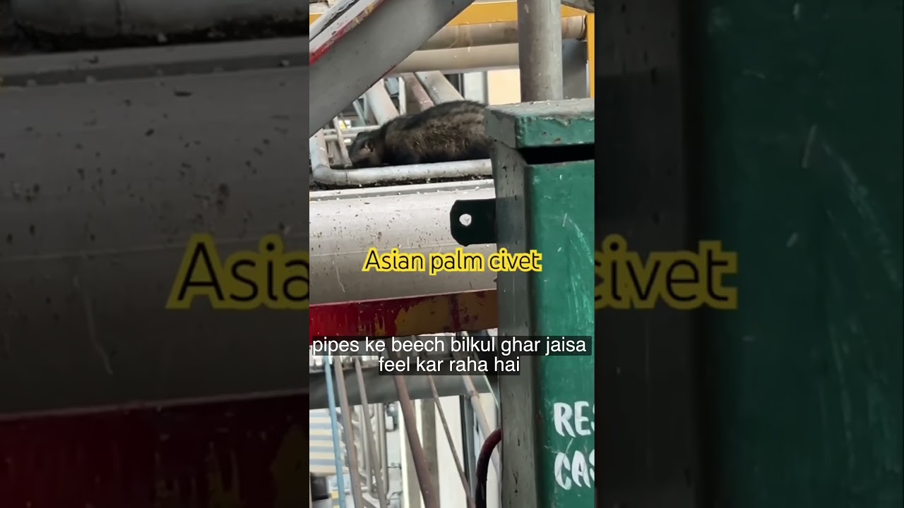 asian palm civet #industrial #news #space #facts #civet