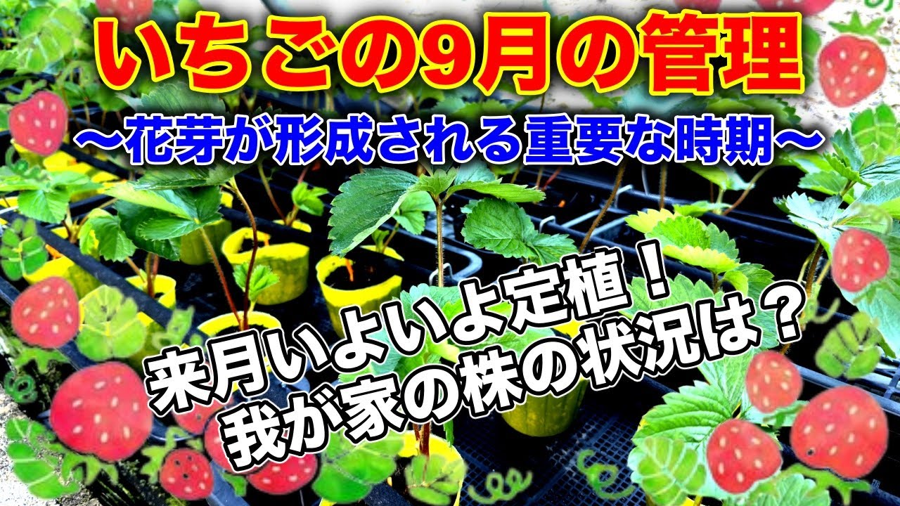 【イチゴ】9月の管理！！イチゴの収穫は秋で決まる！！〜サラリーマンでも出来るいちご栽培シリーズ〜