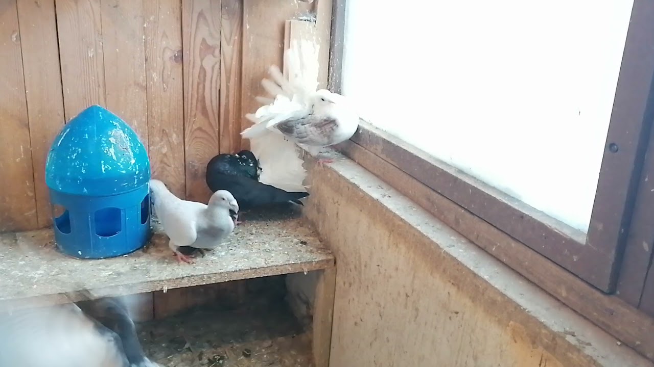 Im Taubenschlag 172.