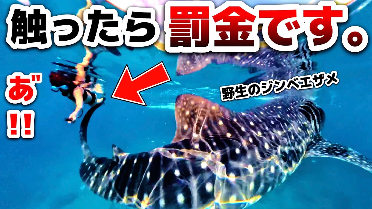 【フィリピン・セブ島】世界でもココだけ。野生のジンベエザメと泳げるオスロブ。触ってはいけないと言われたが。【父と娘の英語留学日記】