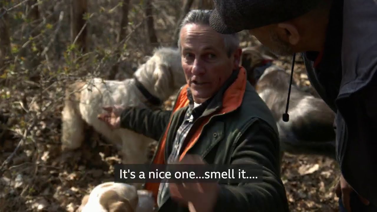 Italy: The guide to truffle hunting, one of the most expensive foods in the World