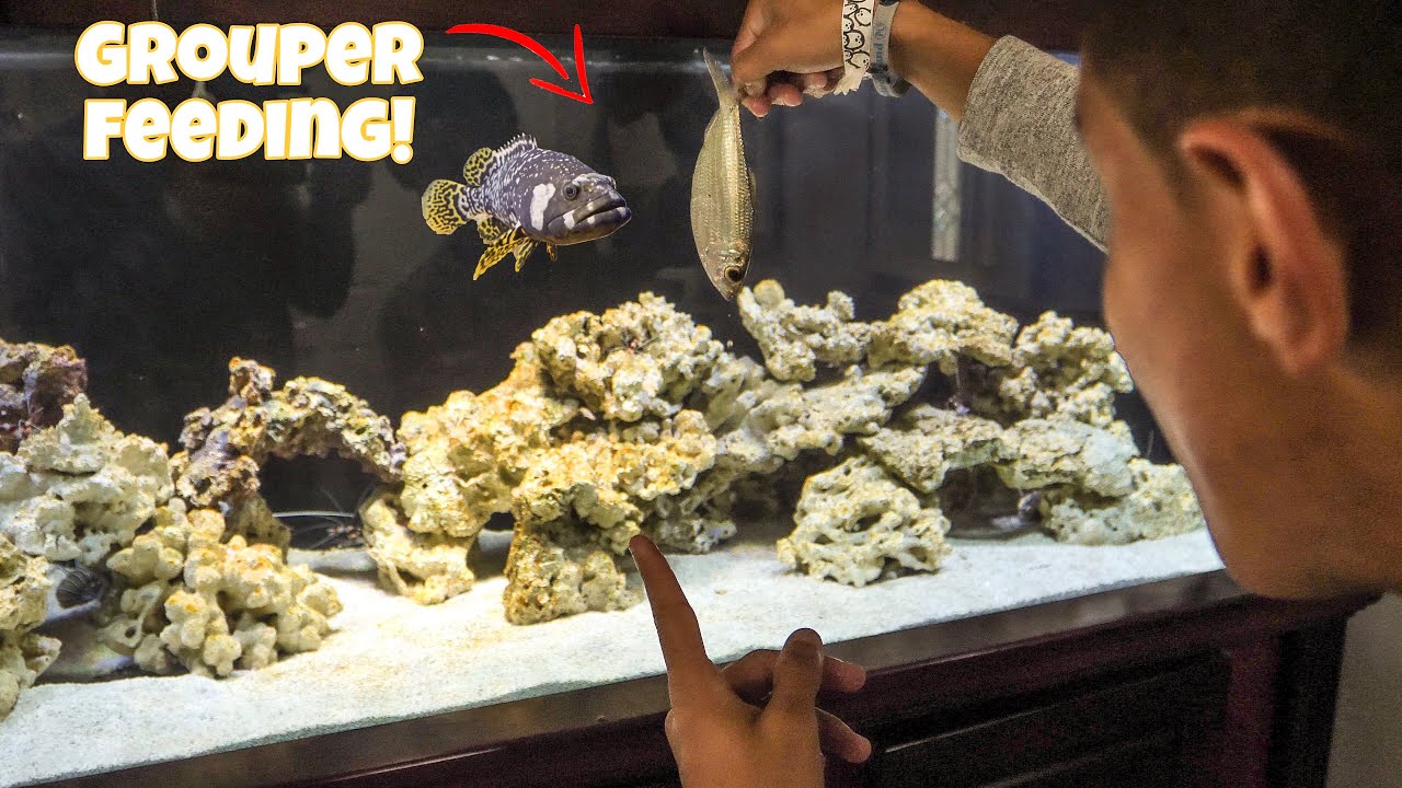 FEEDING My Pet GROUPER LIVE FISH!!