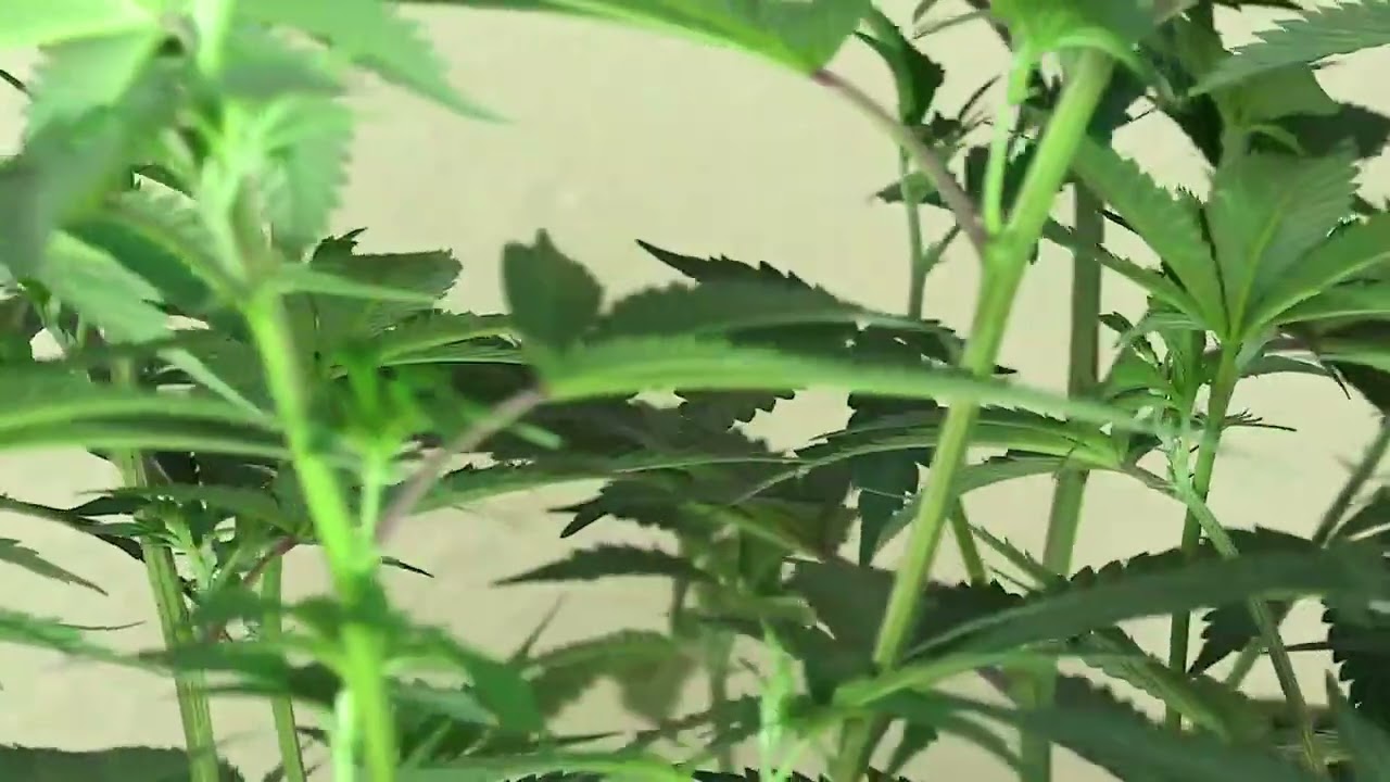 Cannabis in Vegetative Cycle - MonaLisaLuvsMaryJane.com - PREMIERES VALENTINES DAY 2022 for PATIENTS