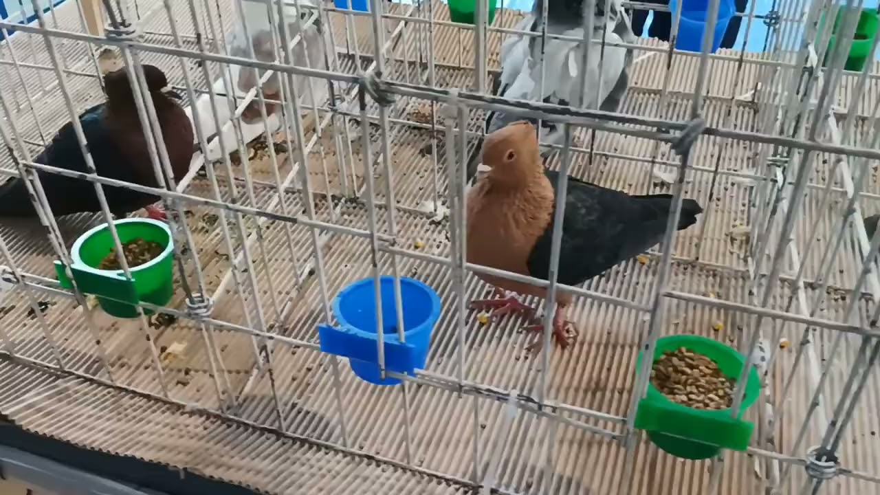 Pigeon exhibition! Some special breeds and their champions! Brasov, Romania!