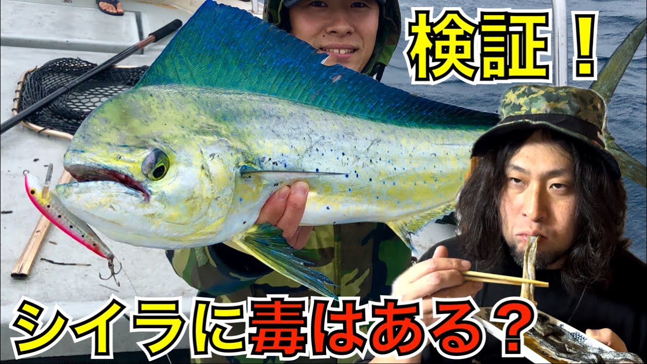 生食して検証！シイラの皮で食中毒は起きる？