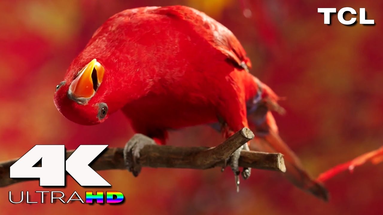 4K Ultra HD | TCL 4K Resolution (15 Minute Video)