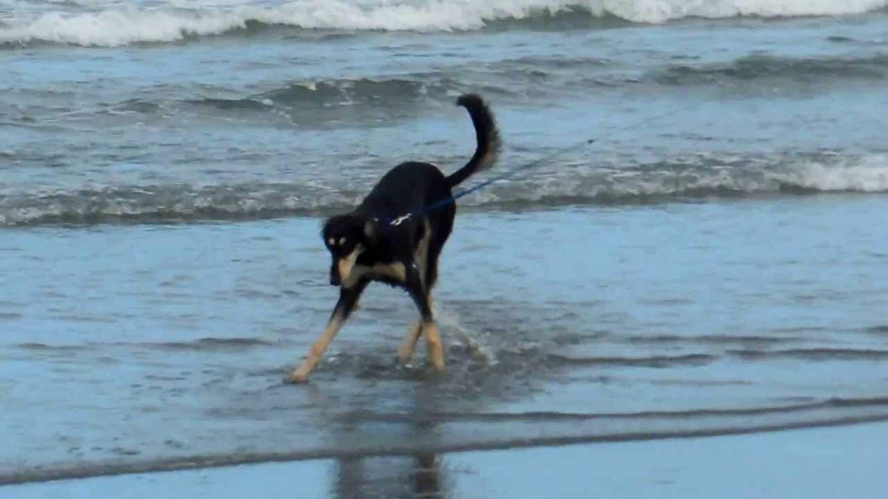 Genie on the beach
