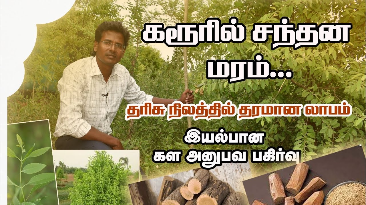 வறட்சியான மாவட்டத்தில் விவசாயின் வரம்! இந்த சந்தனம் வளர்ப்பு!