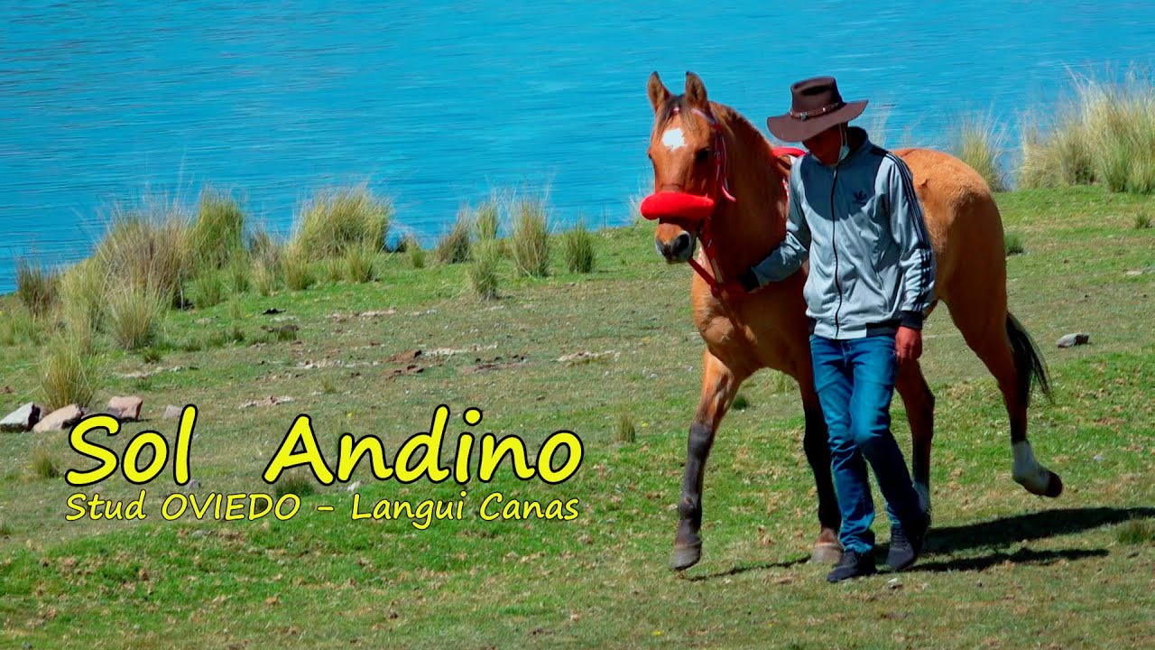 SOL ANDINO / STUD OVIEDO / CANAS CUSCO