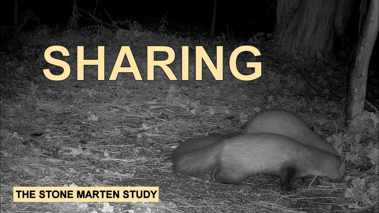 Sharing food  (Stone marten family/Steinmarder/Husmår)