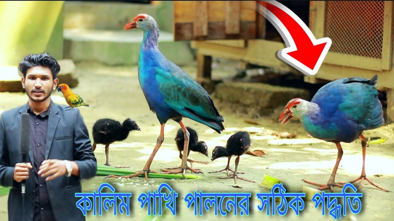কালিম পাখি পালনের সঠিক পদ্ধতি //প্রতি মাসে হাজার টাকা আয় কালিম পাখি // কালিম পাখির বাচ্চা পালন