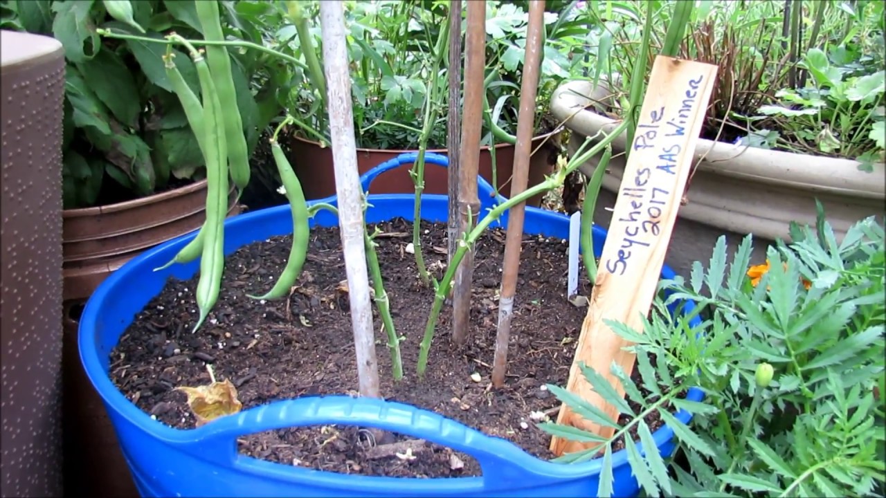 Tips for Growing Pole Beans in Containers: Variety 'Seychelles'  AAS 2017 Winner