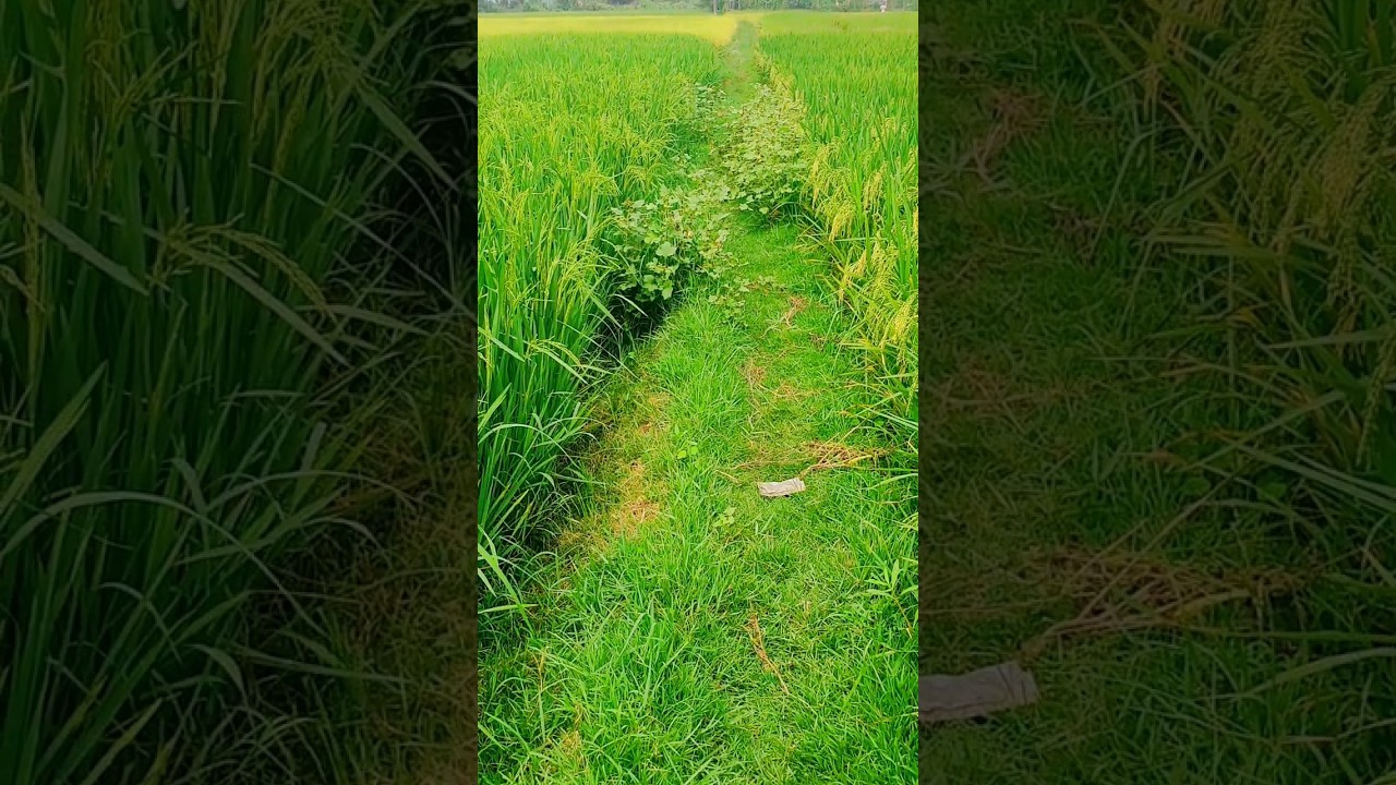 সবুজের বিছানা ||#amazing