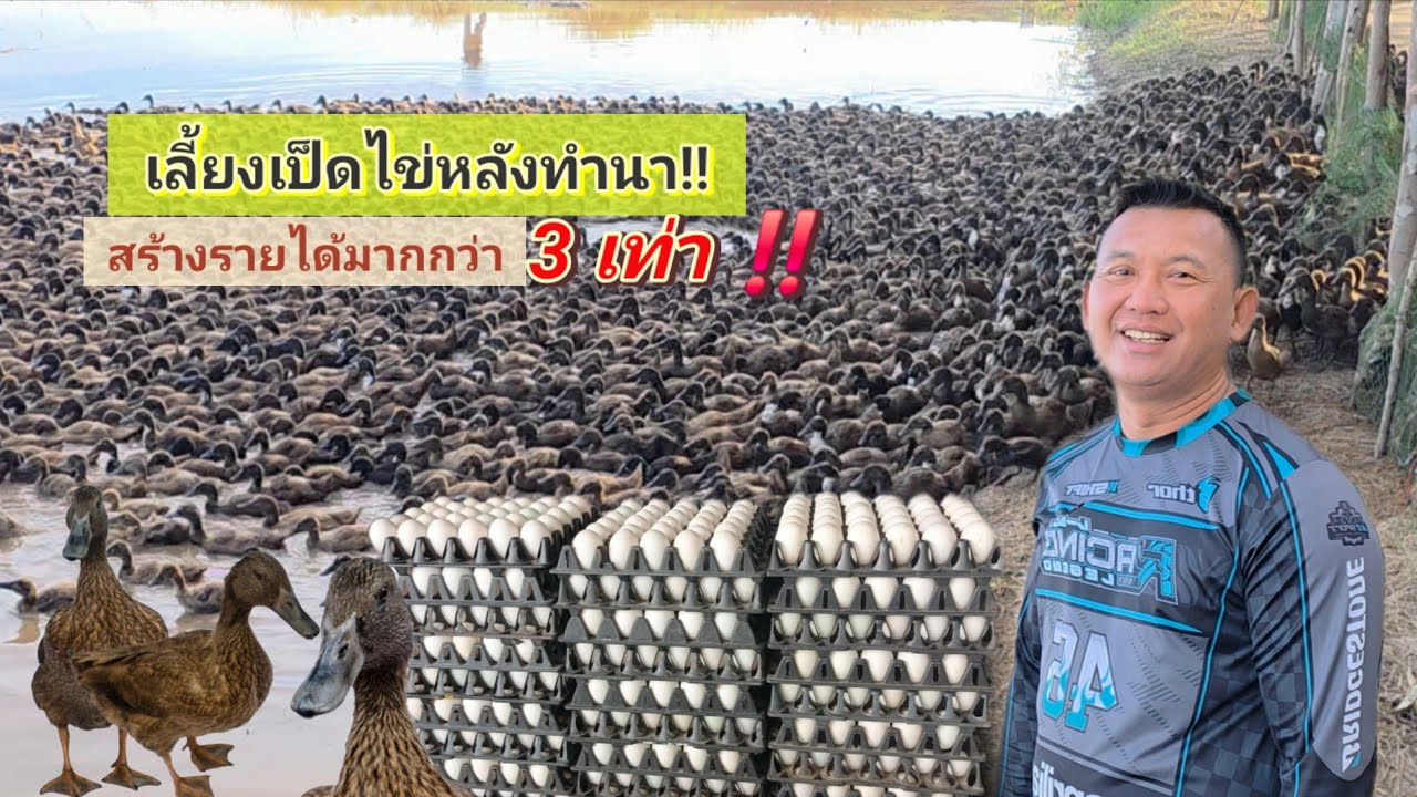 เลี้ยงเป็ดในนาข้าวเพิ่มกำไร 10เท่า!! หลังการทำนา...ทำมาหลายปีแทบไม่มีค่าหัวอาหาร