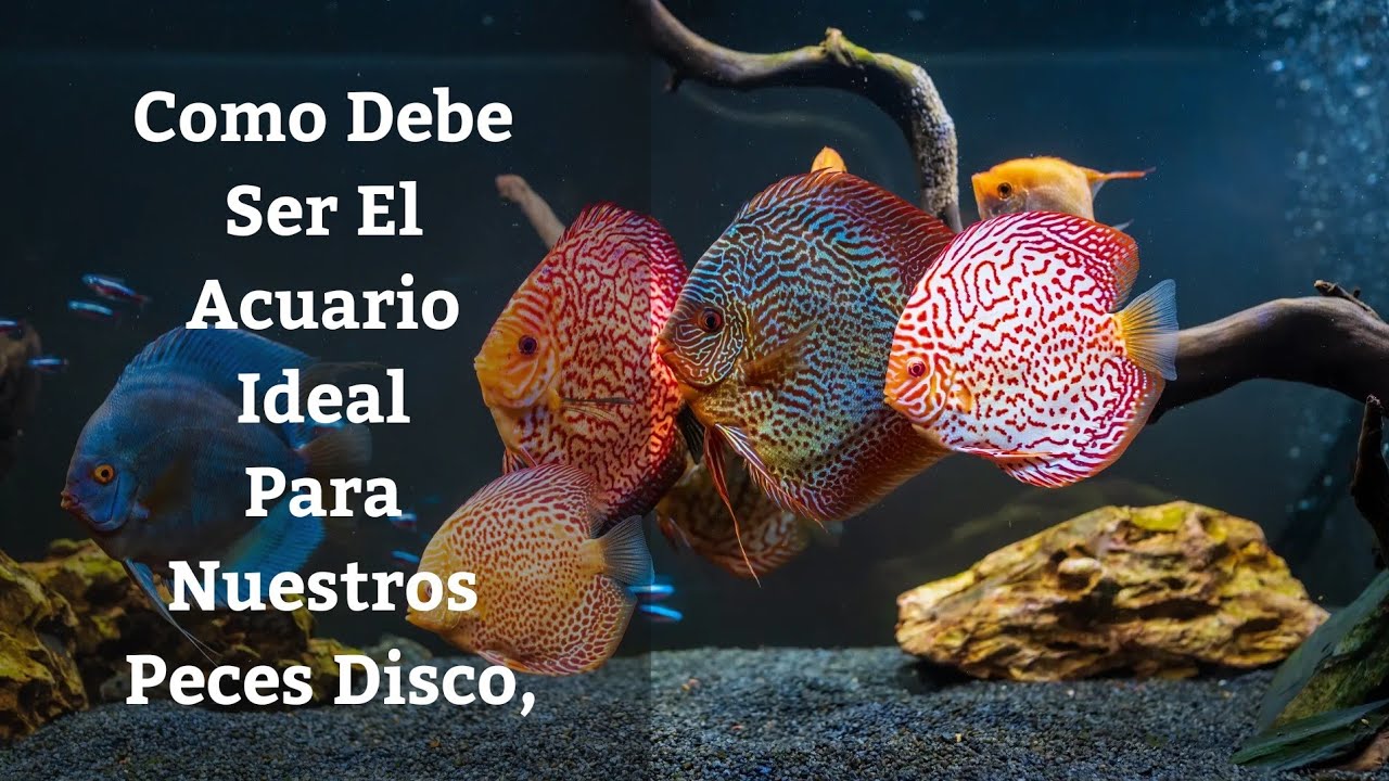 🔵 Como Debe Ser El Acuario Ideal Para Nuestros Peces Disco,Como Cuidar Peces Disco,Cap&iacute;tulo 2