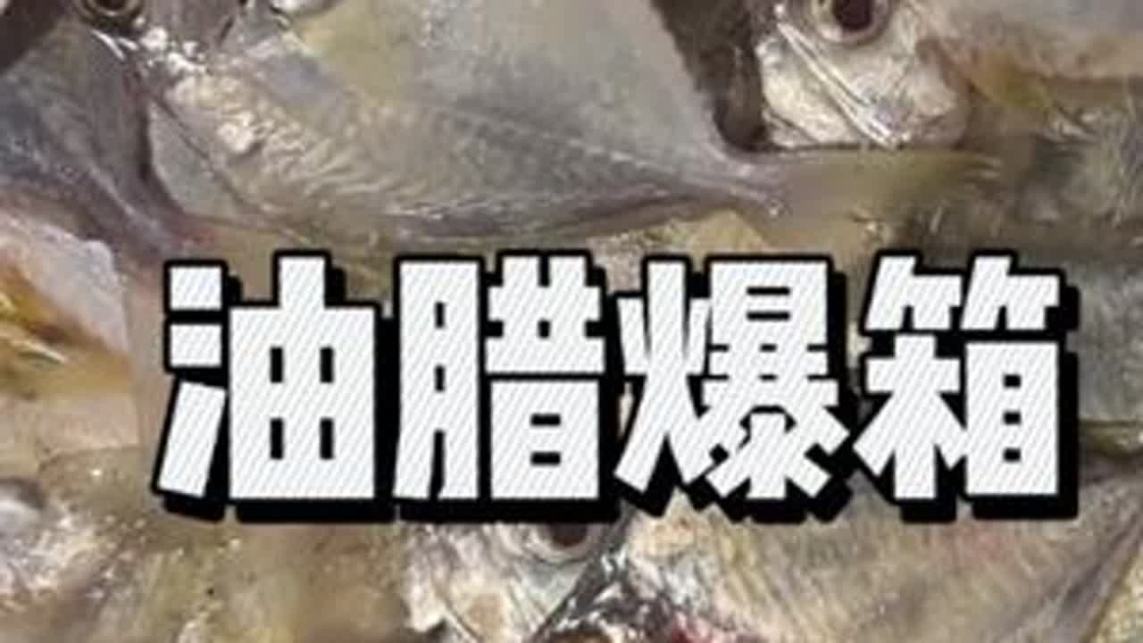 疯狂！！油腊爆箱！！有史以来抓油腊最过瘾的一天！！这也太过瘾啦！！！#户外捕鱼 #真实户外 #捕鱼