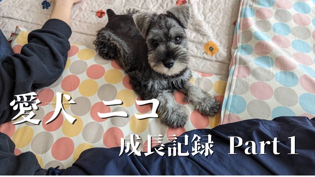 【ミニチュアシュナウザー 】スーパープレー集