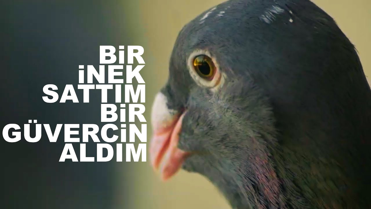 Güvercin hikayeleri - Adana güvercini - Sezon başlarken