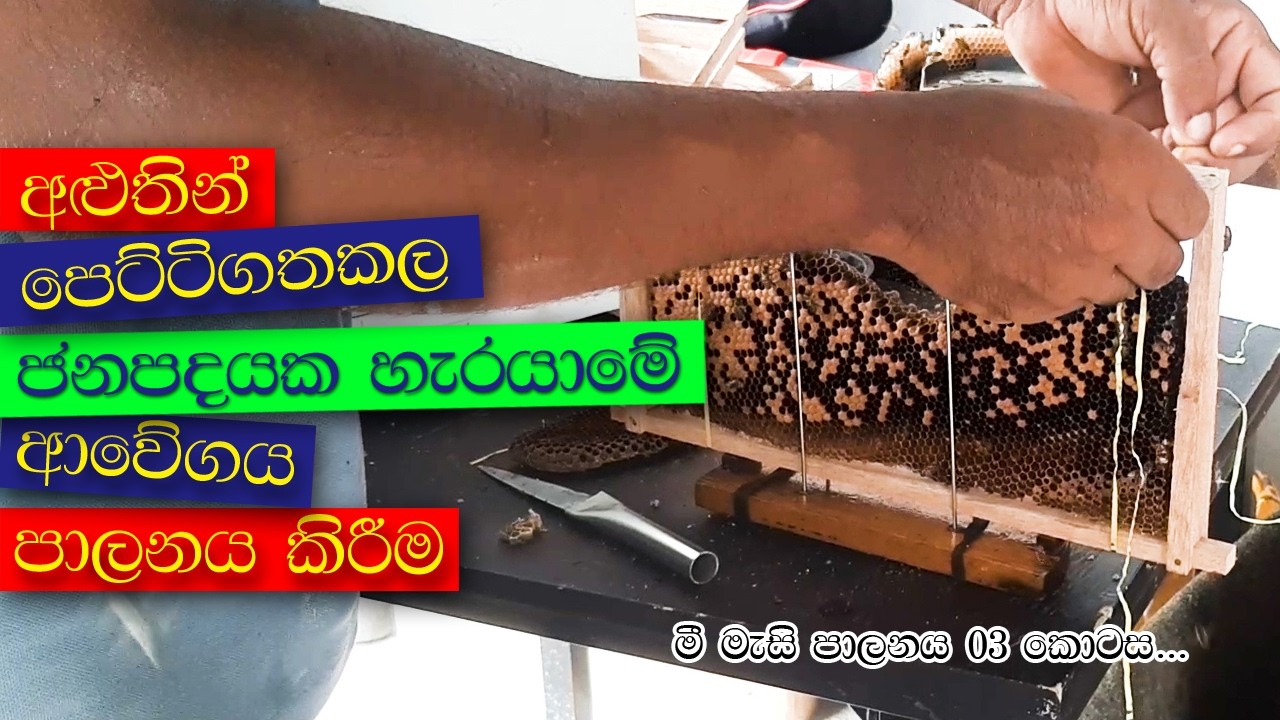 අලුතින් පෙට්ටි ගතකරන ලද මී මැසි ජනපදයක් ස්ථායි කර ගැනීම #chathura #meemasipalanaya