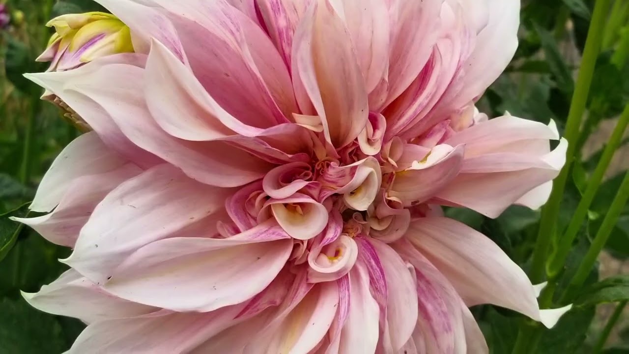 Tips for planting Dahlias 