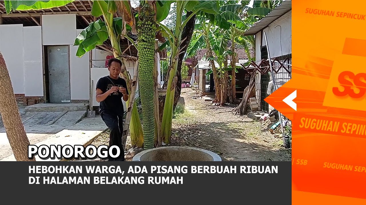PONOROGO - Hebohkan Warga, Ada Pisang Berbuah Ribuan Di Halaman Belakang Rumah