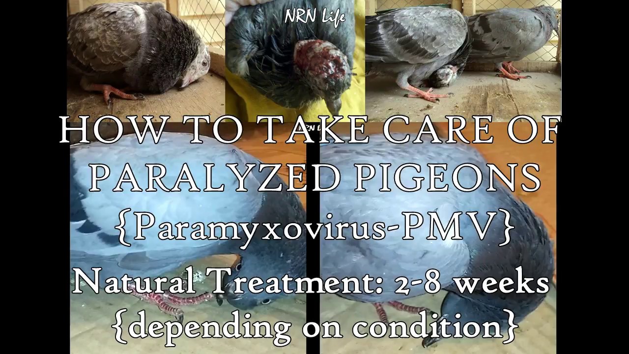 How to treat Pigeon PMV naturally | Laqwa | paralyzed bird | کبوتر لاکوا | कबूतर | حمامة | ਕਬੂਤਰ |