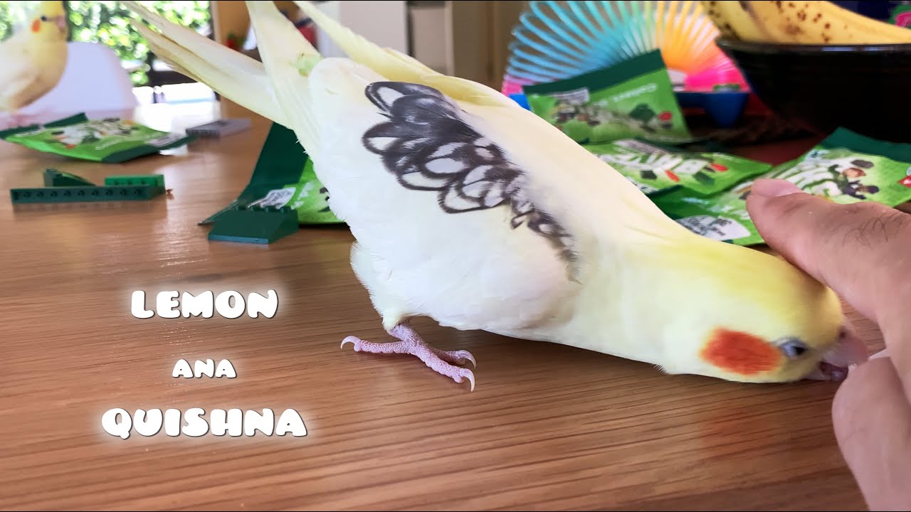 Birds Get Mad when Seeing LEGOs