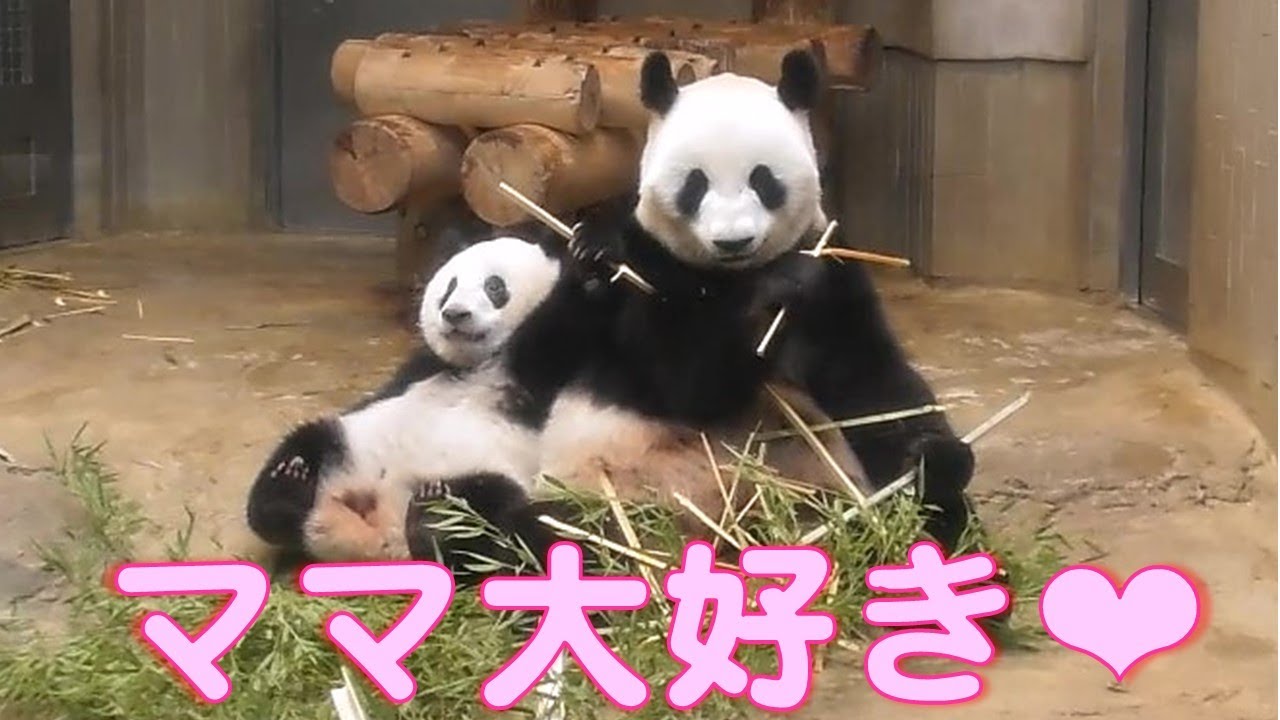 シャンシャン大好きママとイチャイチャ編①❤　cuteanimals