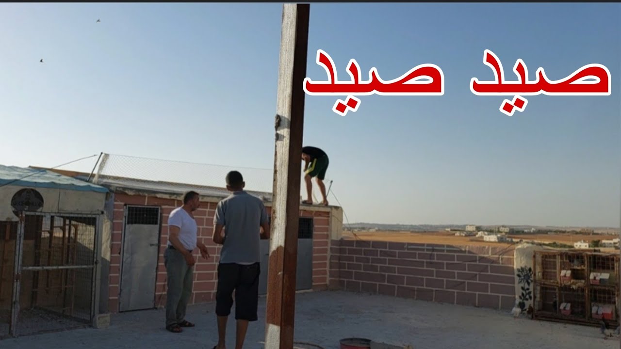 صيد بلجيكي ازرق عب وابو ناجي يهايط علي الطبشيري شو الي حصل 😶‍🌫️