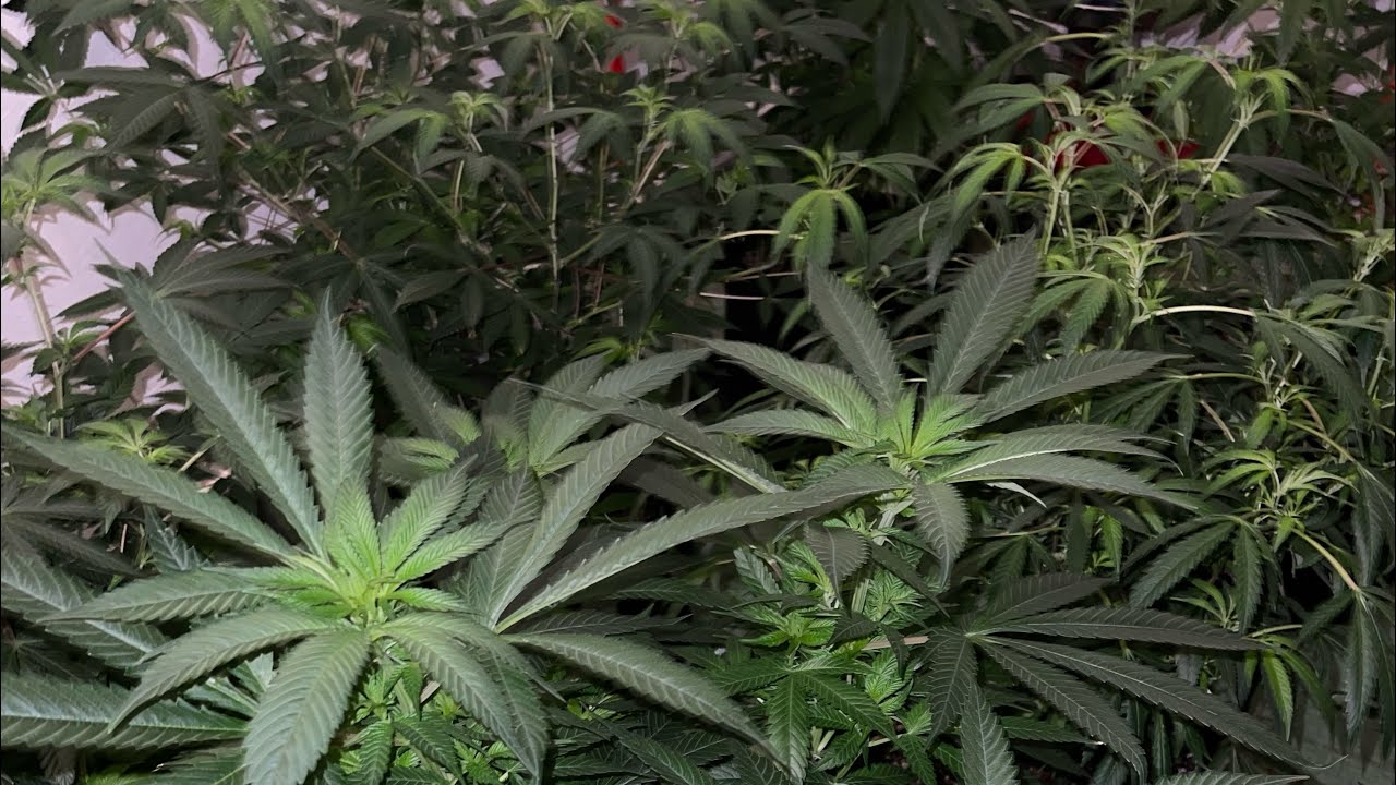 #IPM #sprayingtips INDOOR GROW EDUCATION #pestcontrol