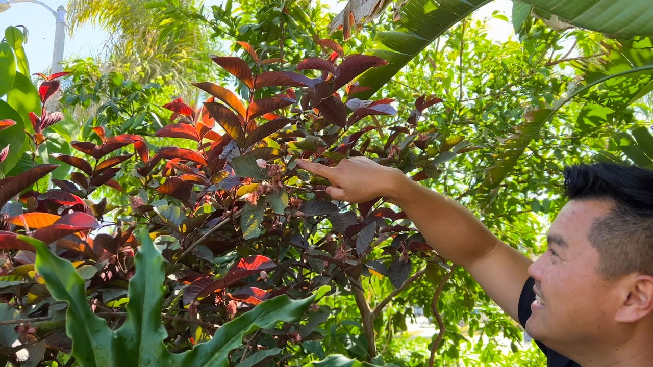 Tropical Fruit Trees Flowering & Fruiting in California's Central Valley
