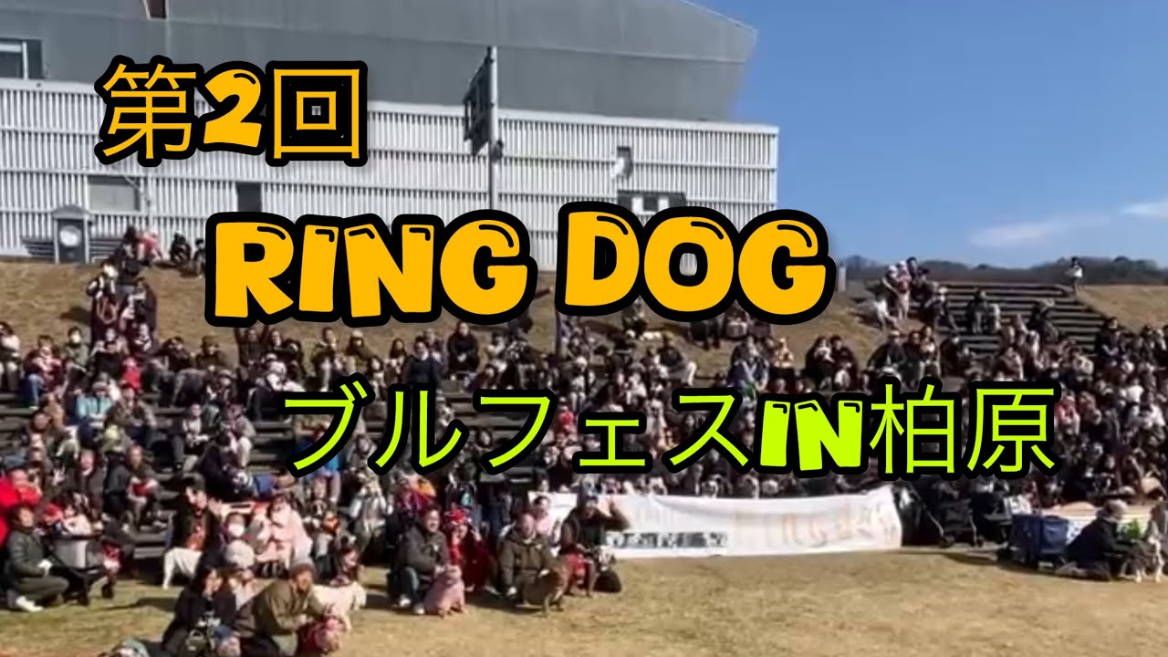 ワンオペでも大丈夫だった！第2回RINGDOG ブルフェスIN柏原が最高すぎた🐾