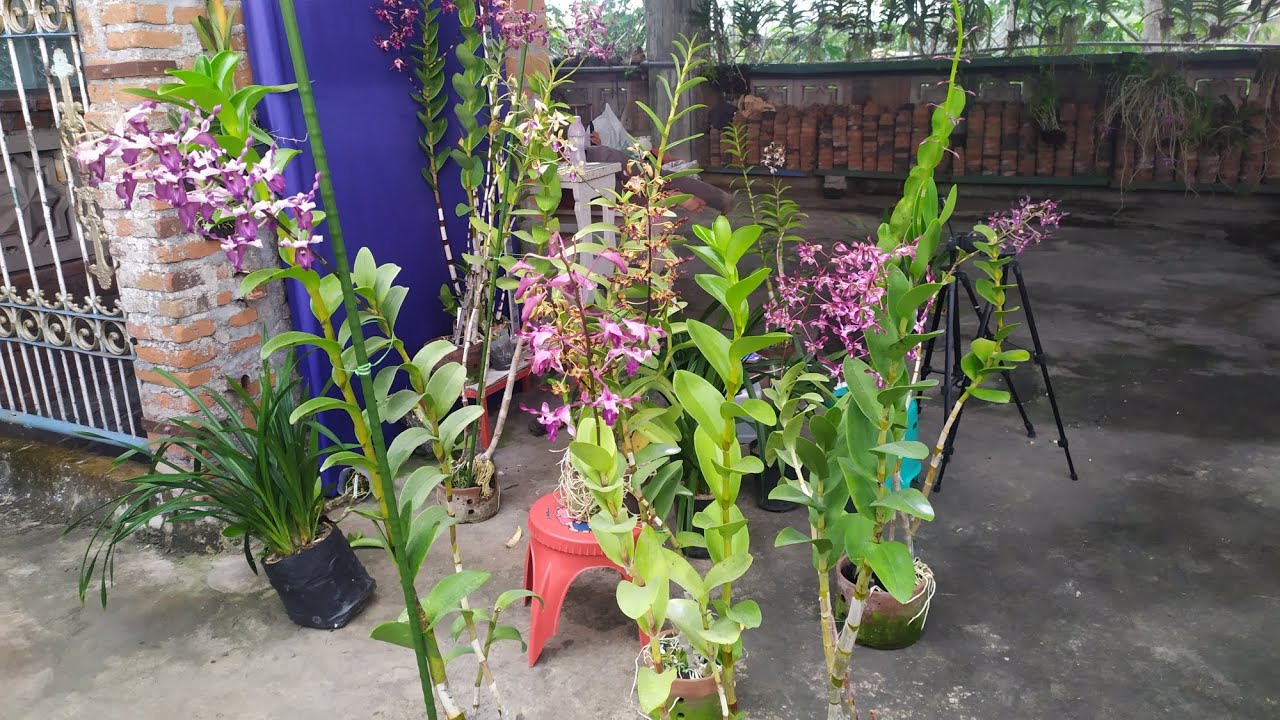 Anggrek Dendrobium Sepesial Jum'at Berkah