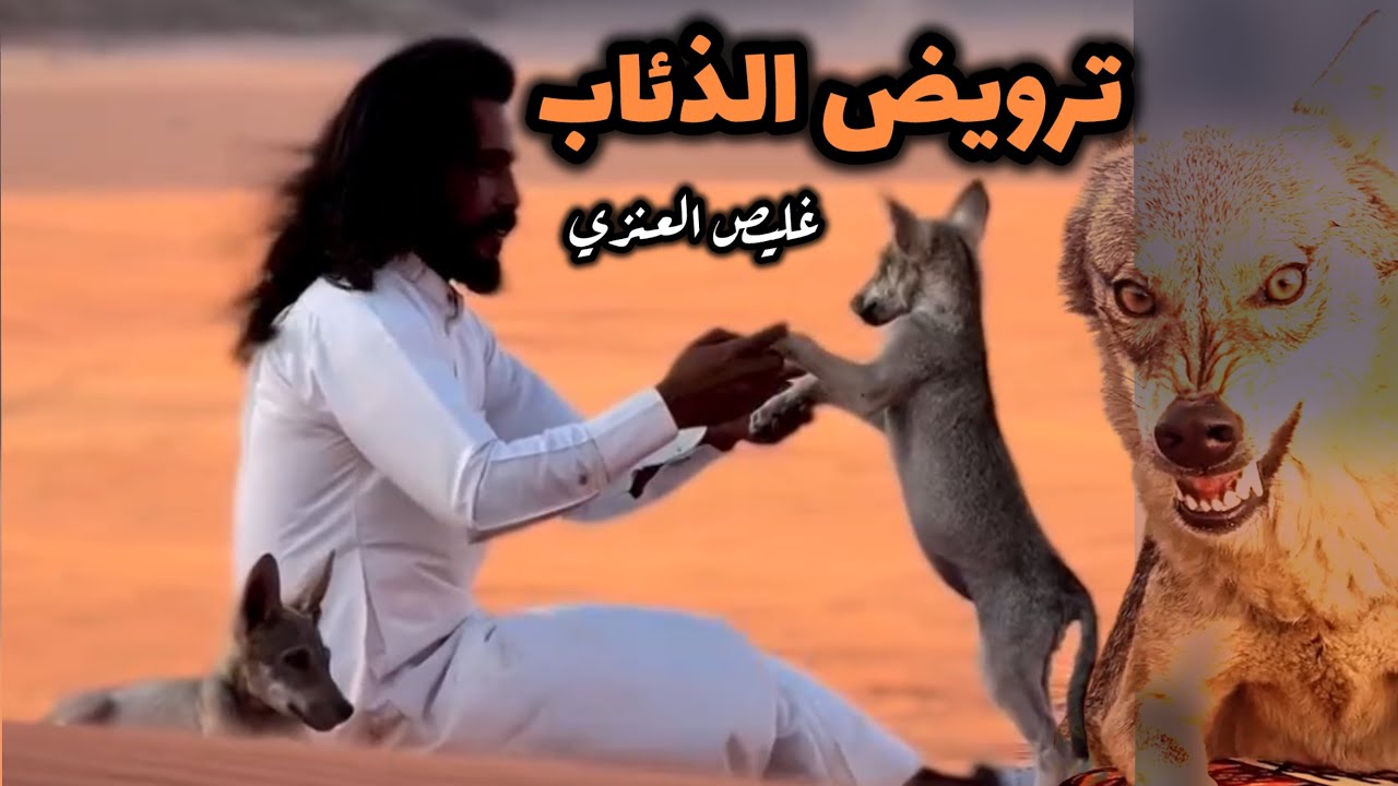 غليص العنزي مخاوي الذيب