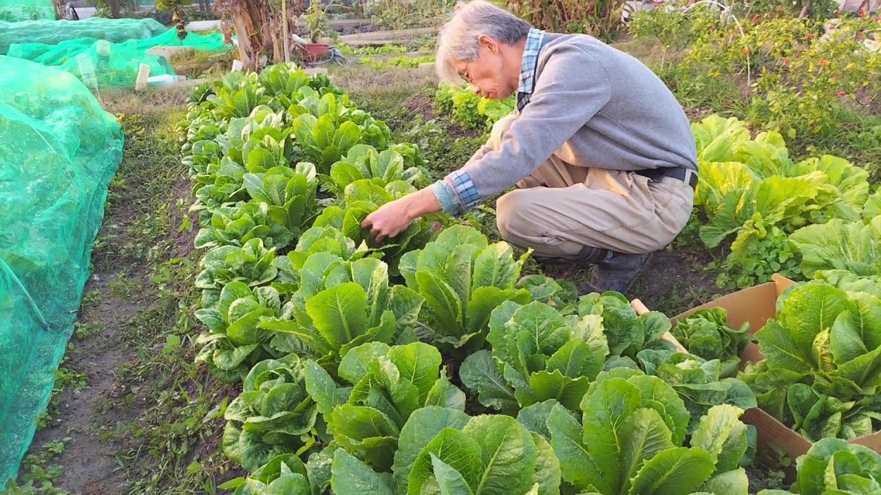 [狐狸菜園] 放慢步調 輕鬆的享受採收蔬菜的樂趣 Harvesting organic vegetables