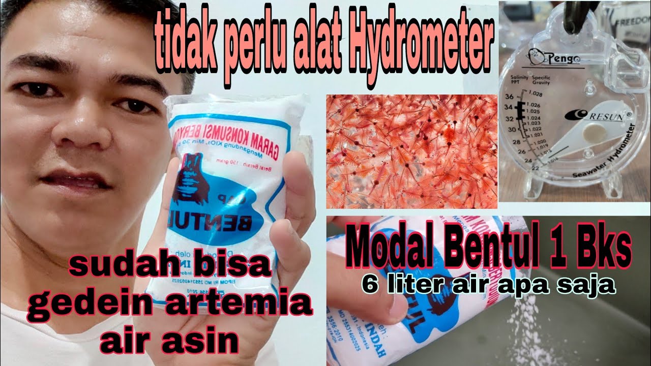 Ternak Artemia Modal 1 Bks Garam BENTUL