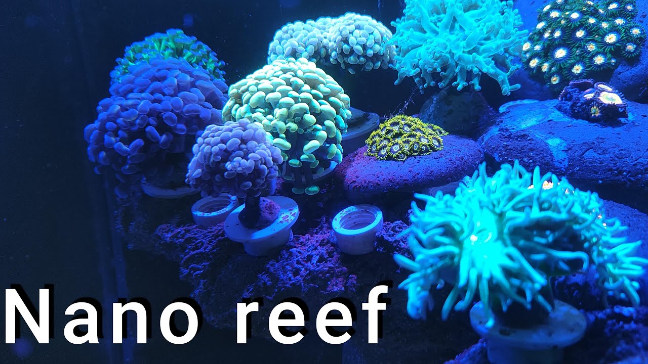 AQUÁRIO MARINHO NANO REEF