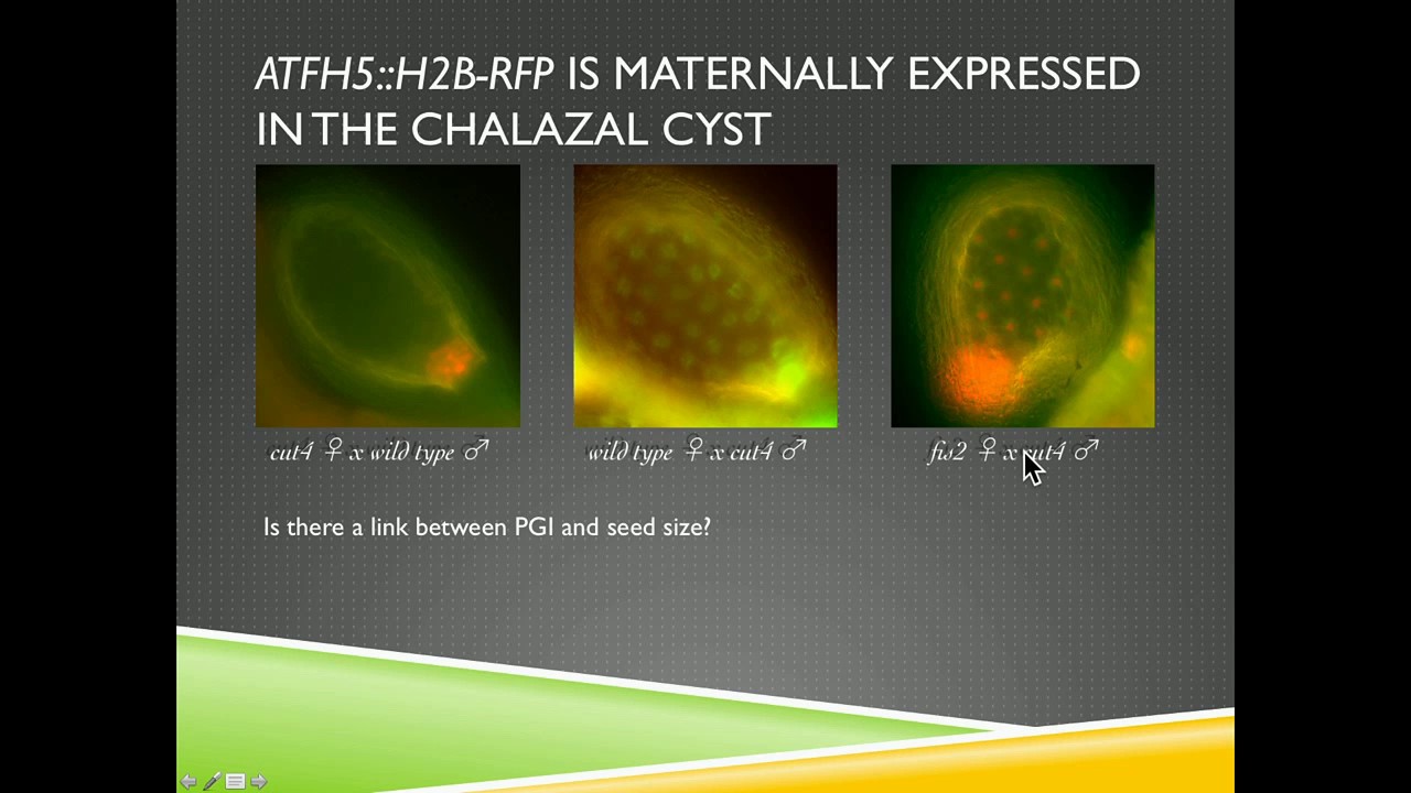 J Fitz Gerald: Genetic and cellular architecture of parentally biased seed size determinants.