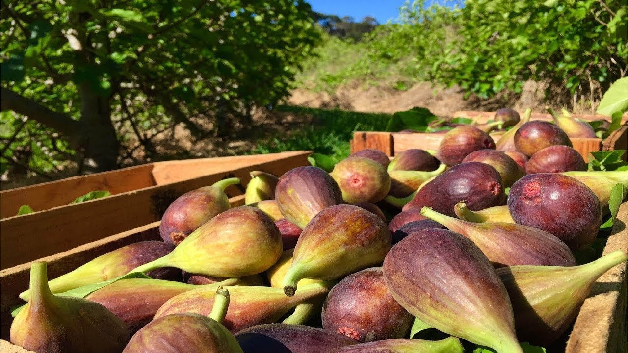 Harvesting & Processing Millions of Tons of Figs | Modern Farming Technology