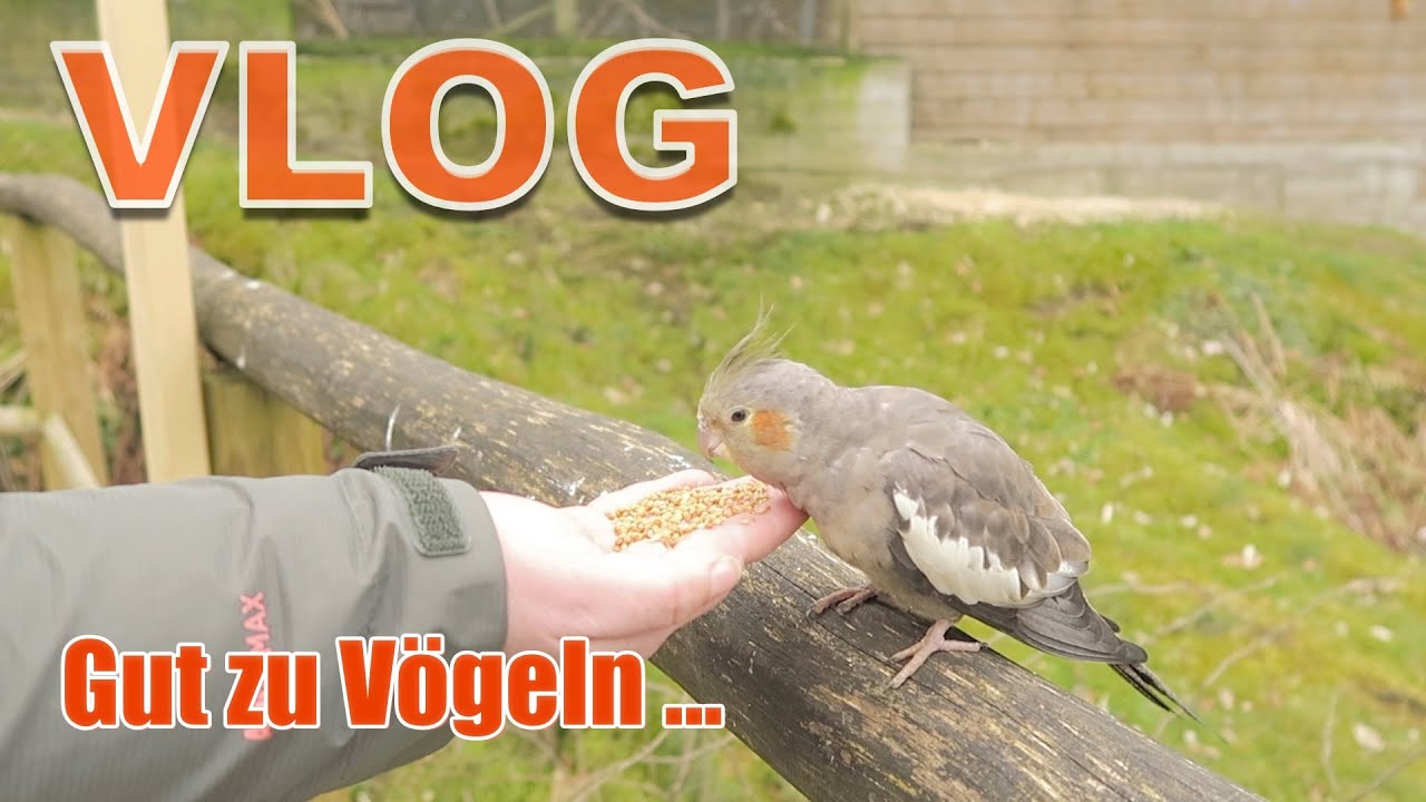 Familien Vlog I Caroline wird 3 I Geburtstag im Affen- und Vogelpark Eckenhagen Fun & Tiere füttern