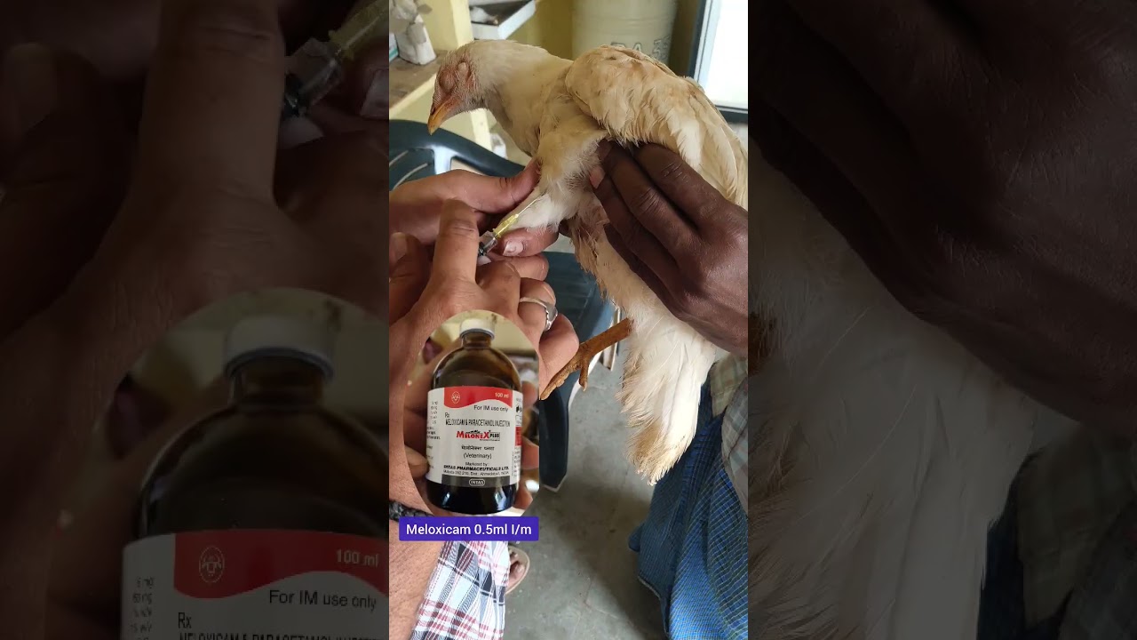 #recovered #treatment #animals #shorts #viral #కోడి #fever #hen #poultry