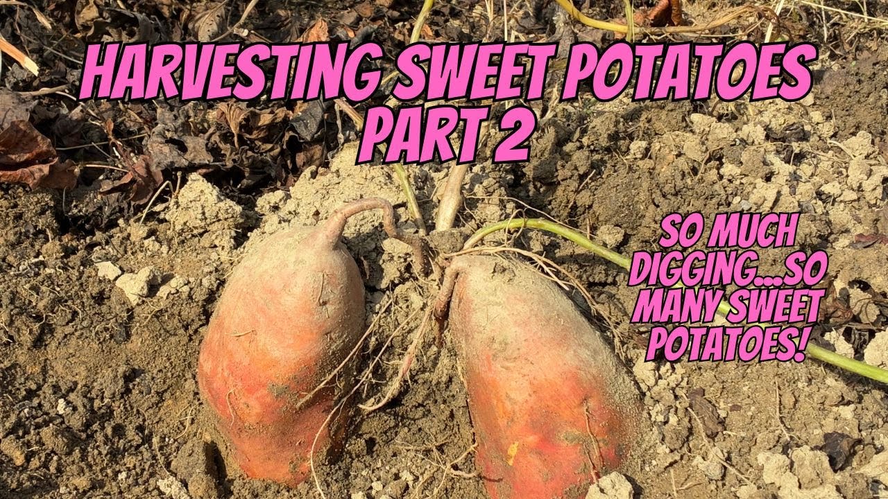 Digging Sweet Potatoes Part 2