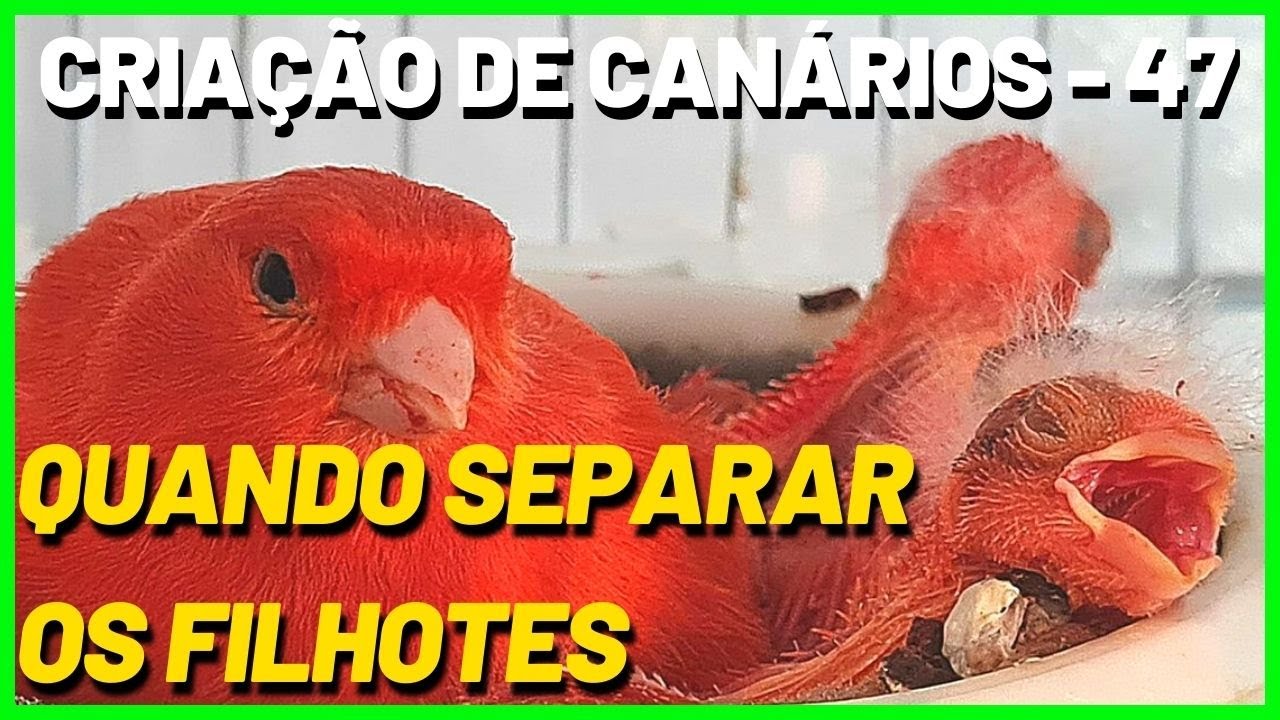 QUANDO SEPARAR OS FILHOTES DE CANÁRIOS DOMÉSTICOS - BELGAS