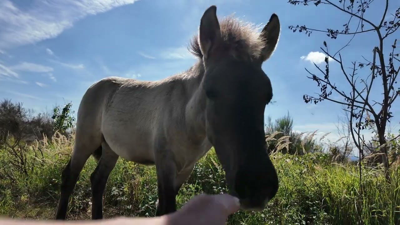 Wildpferde auf der Sophienhöhe - #pferde
