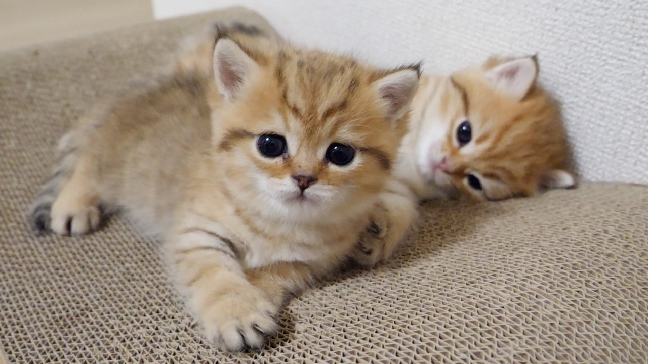 Here are cute twin kittens sleeping together on a nail-sharpening bed!