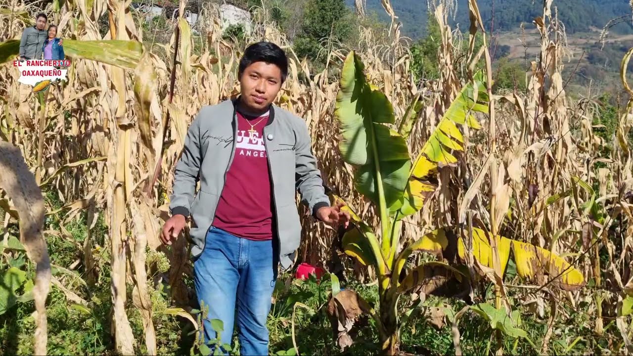 Así limpio mis primeros arboles frutales en el terreno que me dejo mi mamá 