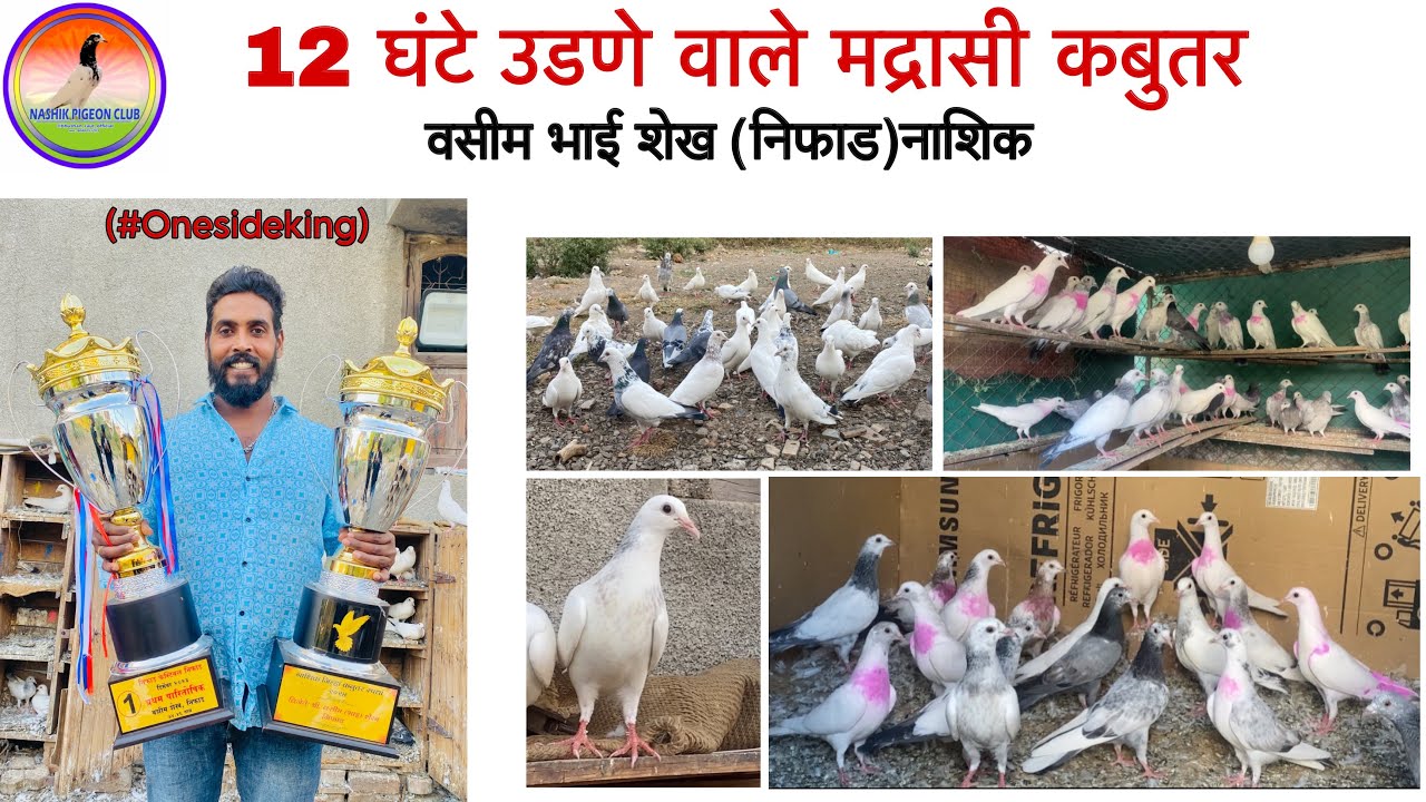 12 घंटे उडणे वाले मद्रासी कबुतरो का शोक || वसीम भाई शेख +91 87676 48140(निफाड) नासिक || Maharashtra.